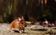 Научный прорыв: ученые впервые вырастили мышей от двух отцов