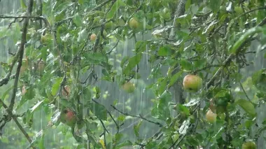 Україну накриють короткочасні дощі та грози