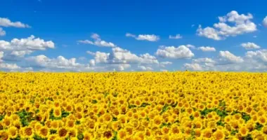 В Україні завтра буде тепло, подекуди дощі з грозами