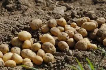 В Україні зафіксували стрімку зміну цін на популярний овоч