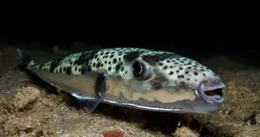У Чорному морі зʼявився смертельний хижак-прибулець: що відомо