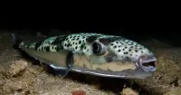 В Черном море появился смертельный хищник-пришелец: что известно