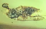 В янтаре нашли окаменелости насекомых эпохи динозавров