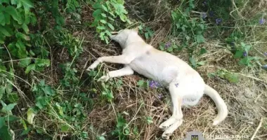 На Черкащині чоловік застрелив собаку: громаду сколихнув випадок жорстокого поводження з твариною