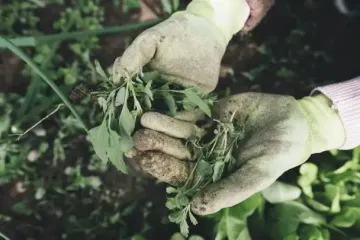 Як боротися з бур'янами в саду і на городі: вісім перевірених способів