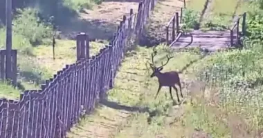 На Львівщині прикордонники помітили несподіваного "туриста"