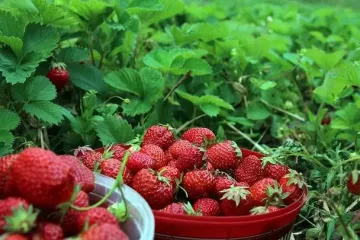 Як заморозити полуницю на зиму та не зіпсувати ягоду