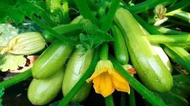 Як домогтися рясного врожаю кабачків: ключові правила вирощування