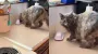 Кот помог раскрыть семейную тайну, которая годами сбивала с толку супругов (видео)