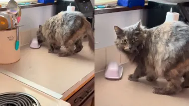 Кот помог раскрыть семейную тайну, которая годами сбивала с толку супругов (видео)