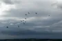 Более 500 видов птиц могут исчезнуть: ученые бьют тревогу