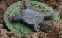 Zelenskyy signed decree on Ukraine’s withdrawal from convention on banning of anti-personnel mines - People’s Deputy of "Holos", Kostenko