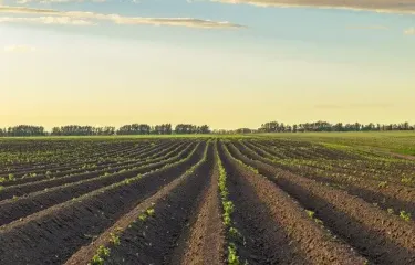 Навіщо косити бадилля картоплі та коли це найкраще робити