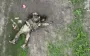 Our aerial reconnaissance men showed what buffer zone in Sumy region looks like: scattered corpses of occupiers. VIDEO