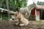 Rare wild Asian horse foal finds new foster mother after birth parent rejected him