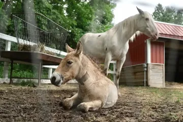 Rare wild Asian horse foal finds new foster mother after birth parent rejected him