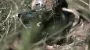 Захисники відбили 77 атак росіян на Покровському і Новопавлівському напрямках – Генштаб