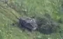 Destruction of assault group of occupiers: seven assault troops killed and armoured vehicle burned down. VIDEO