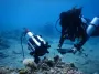 На морское дно опустили "чемодан с микроскопом": разгаданы тайны, которые не ожидали открыть