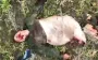 Bare Russian invader with severed legs dying in field. VIDEO 18+