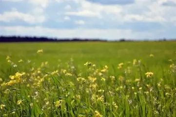 Прогноз на 6 июля: синоптики обещают украинцам идеальную погоду