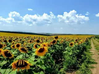 Літня спека і короткочасний дощ: прогноз погоди на 7 липня
