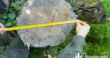 На Харківщині судитимуть лісничого через якого зрубали дерев на 1 млн грн