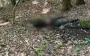 Рятувальники виявили тіло людини у горах поблизу кордону з Румунією