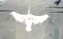 Russian drones kill pelicans: occupiers’ "training" carried out on birds. VIDEO
