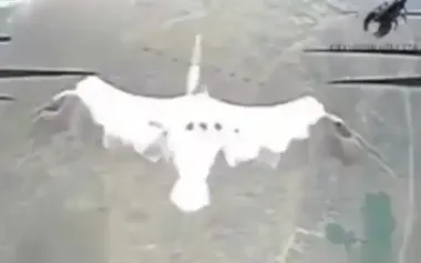 Russian drones kill pelicans: occupiers’ "training" carried out on birds. VIDEO