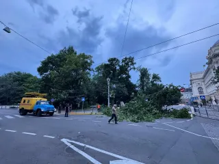 Древопад и песчаная буря: Львов накрыла мощная непогода (видео)