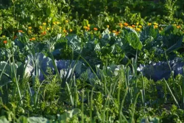 Что сажать в июле, если хотите успеть собрать урожай