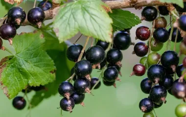 Можно ли есть ягоды прямо с куста? Ответ экспертов вас удивит