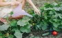 Как поливать огурцы, чтобы они выросли большие и вкусные: научный метод