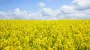 Ukrainian Parliament's Tax Committee pushes for soy and rapeseed export duty, while Agrarian Committee opposes – UAC