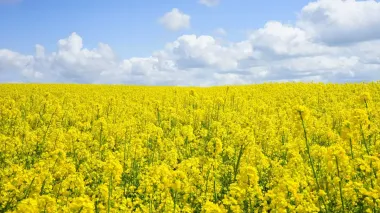 Ukrainian Parliament's Tax Committee pushes for soy and rapeseed export duty, while Agrarian Committee opposes – UAC