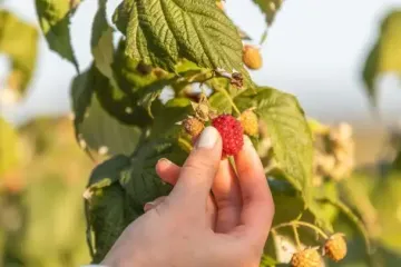 Что нужно обязательно сделать с малиной после сбора урожая: нельзя игнорировать этого