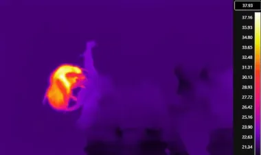 Пчелы теряют свою способность жужжать: что происходит с бедными насекомыми