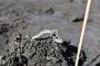 Одно из крупнейших: в недавно обнаруженном поселении кельтов нашли более 13 000 артефактов (фото)