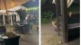 Во Львове ресторан посетила неожиданная "клиентка": в сети отреагировали (видео)