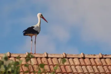 Таємниця лелечої міграції: чому птахи летять з Африки, щоб гніздитись в Україні