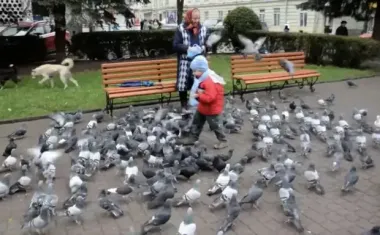 Чим можна годувати міських птахів: поради орнітолога