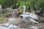 Настоящее чудо: на месте Каховского водохранилища увидели редких птиц (видео)
