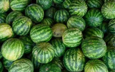 Ці кавуни їсти не можна! Шокуючі ознаки, що вказують на небезпеку для здоров'я