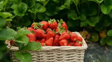 Чим підживити полуницю після плодоношення, щоб кущі набралися сил і добре перезимували