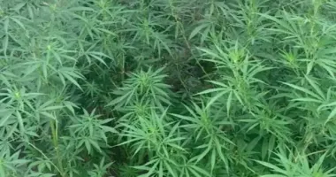 На Дніпропетровщині вилучено понад 80 кущів конопель у 35-річного жителя