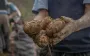 Удобрения не нужны! Какой очень простой метод повышает урожай картофеля вдвое