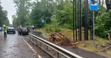 Возле Львова на BMW упало дерево: пострадала 17-летняя девушка