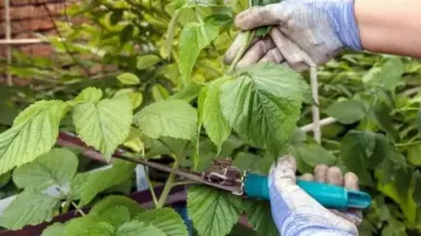 Як обрізати малину влітку, щоб наступного року зібрати на 10 кг більше ягід