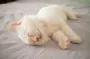 Почему кошки преимущественно спят на левой стороне: ученые дали неожиданное объяснение